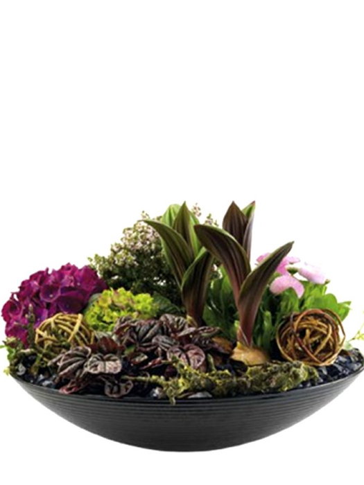 Arrangement of Plants